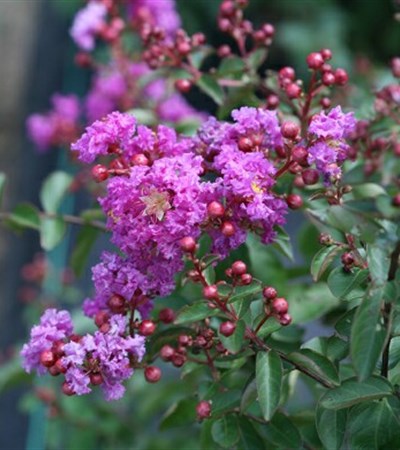 Crape Myrtle Infinitini® Purple